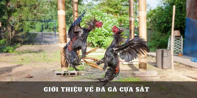 Đá Gà Cựa Sắt - Siêu Phẩm Chọi Kê Nhà Cái 23win Năm 2025 1 Đá gà cựa sắt là gì
